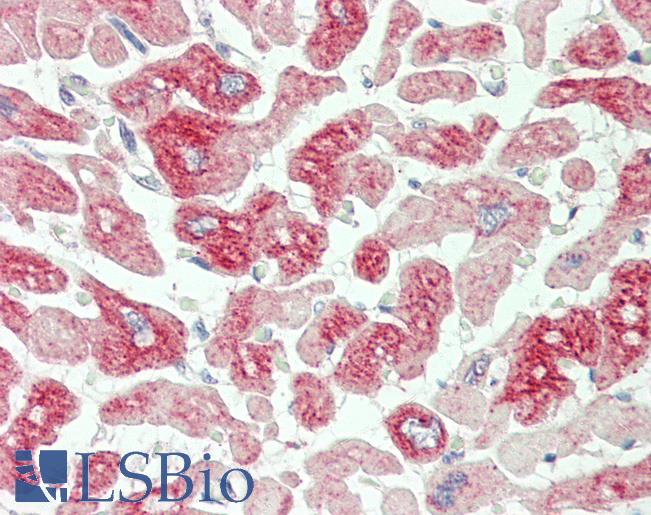 Anti-MTIF2 antibody IHC staining of human testis. Immunohistochemistry of formalin-fixed, paraffin-embedded tissue after heat-induced antigen retrieval. Antibody LS-B11323 dilution 1:100.