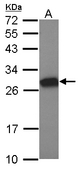 Sample (30 ug of whole cell lysate) A: NT2D1 12% SDS PAGE MTL5 antibody diluted at 1:1000