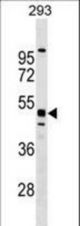 MTL5 Antibody western blot of 293 cell line lysates (35 ug/lane). The MTL5 antibody detected the MTL5 protein (arrow).