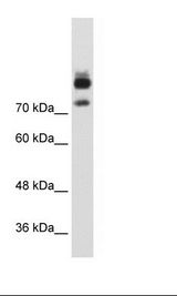 HepG2 Cell Lysate