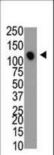 The anti-MTMR4 antibody is used in Western blot to detect MTMR4 in mouse heart cell lysate.