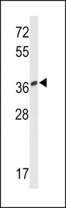 Western blot of MTNR1A Antibody in CEM cell line lysates (35 ug/lane). MTNR1A (arrow) was detected using the purified antibody.