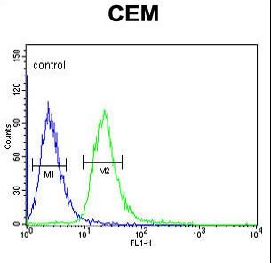 MTNR1A Antibody flow cytometry of CEM cells (right histogram) compared to a negative control cell (left histogram). FITC-conjugated goat-anti-rabbit secondary antibodies were used for the analysis.