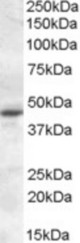 MTNR1A antibody (0.3 ug/ml) staining of KELLY lysate (35 ug protein/ml in RIPA buffer). Primary incubation was 1 hour. Detected by chemiluminescence.