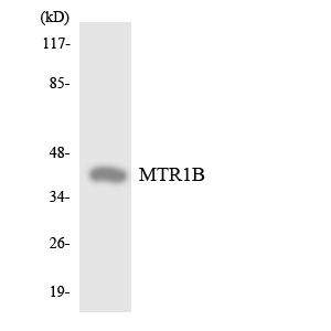 Western blot of the lysates from HeLa cells using MTR1B antibody.