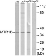 Western blot of extracts from 293/Jurkat/HepG2 cells, using MTR1B Antibody. The lane on the right is treated with the synthesized peptide.