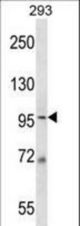 MCM6 Antibody western blot of 293 cell line lysates (35 ug/lane). The MCM6 antibody detected the MCM6 protein (arrow).