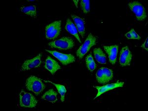 Immunofluorescent staining of HeLa cells using anti-MTRR antibody.