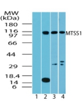 Western blot of MTSS1 in testis lysate: 1) pre immune sera, 2) human, 3) mouse and 4) rat testis using LS-C148347 at 4 ug/ml, 2 ug/ml and 2 ug/ml, respectively.