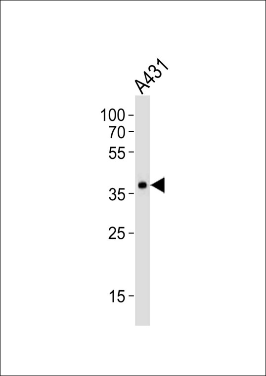 Western blot of lysate from A431 cell line with MUL1 Antibody. Antibody was diluted at 1:1000. A goat anti-rabbit IgG H&L (HRP) at 1:10000 dilution was used as the secondary antibody. Lysate at 35 ug.