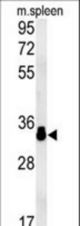 MURC Antibody western blot of mouse spleen tissue lysates (15 ug/lane). The MURC antibody detected MURC protein (arrow).
