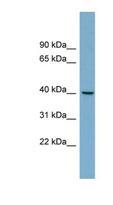 TRIM63 / MURF1 antibody LS-C110780 Western blot of THP-1 cell lysate.