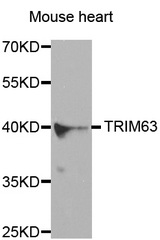 Western blot analysis of extracts of mouse heart cell line, using TRIM63 antibody.