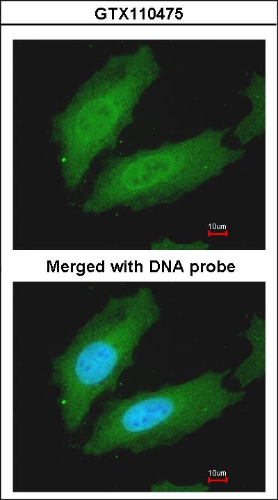 Immunofluorescence of paraformaldehyde-fixed HeLa using MURF1 antibody at 1:200 dilution.