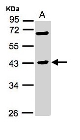 Sample (30 ug whole cell lysate). A: Hep G2 . 10% SDS PAGE. MURF1 / IRF antibody diluted at 1:1000