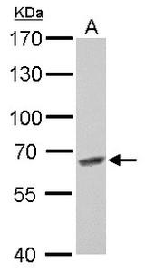 MUS81 antibody detects MUS81 protein by Western blot analysis. A. 30 ug Rat2 whole cell lysate/extract. 7.5 % SDS-PAGE. MUS81 antibody dilution:1:1000