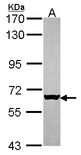 Sample (30 ug of whole cell lysate). A: Hep G2 . 7.5% SDS PAGE. MUS81 antibody diluted at 1:500.