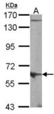 Sample (30 ug of whole cell lysate). A: NIH-3T3. 7.5% SDS PAGE. MUS81 antibody diluted at 1:1000.