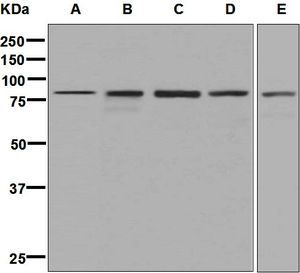 Western blot analysis on (A) NIH/3T3, (B) K562, (C) 293T, (D) HeLa, and (E) fetal liver lysates using anti-MUT antibody.