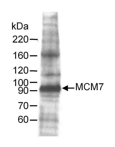 Detection of Human MCM7 by Western Blot. Sample: Whole cell lysate (60 ug) from HeLa cells. Antibody: Affinity purified goat anti-MCM7 used at 0.25 ug/ml. Detection: Chemiluminescence.