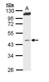 Sample (30 ug of whole cell lysate). A: Hep G2 . 10% SDS PAGE. MVD antibody diluted at 1:1000.