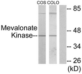 Western blot of extracts from COS7/COLO205 cells, using Mevalonate Kinase Antibody. The lane on the right is treated with the synthesized peptide.