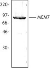 Hela cell nuclear extract was resolved by electrophoresis, transferred to nitrocellulose, and probed with rabbit polyclonal antibody against MCM7. Proteins were visualized using a donkey anti-rabbit secondary conjugated to HRP and a chemiluminescence detection system.