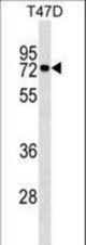 MX1 Antibody western blot of T47D cell line lysates (35 ug/lane). The MX1 antibody detected the MX1 protein (arrow).