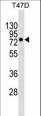 MX1 Antibody western blot of T47D cell line lysates (35 ug/lane). The MX1 antibody detected the MX1 protein (arrow).