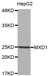 Western blot analysis of extracts of HepG2 cell line, using MXD1 antibody.