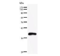 Western blot analysis of immunized recombinant protein, using anti-MAD1 monoclonal antibody.