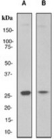 Western blot analysis on (A) HeLa and (B) C6 cell lysates using anti-MAD3 antibody.