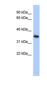 MXI1 antibody LS-C109585 Western blot of SH-SYSY lysate.