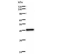 Western blot analysis of immunized recombinant protein, using anti-MXI1 monoclonal antibody.