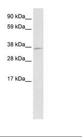 Fetal Brain Lysate