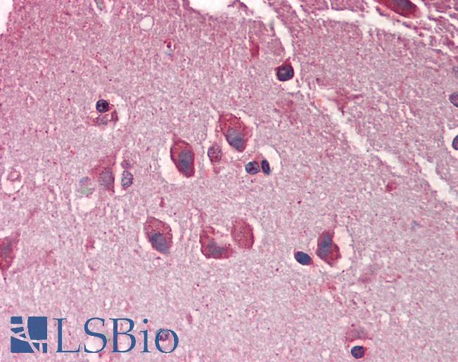 Anti-MXRA5 antibody IHC staining of human brain, cortex. Immunohistochemistry of formalin-fixed, paraffin-embedded tissue after heat-induced antigen retrieval. Antibody LS-B10325 concentration 5 ug/ml.