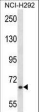 MYB Antibody western blot of NCI-H292 cell line lysates (35 ug/lane). The MYB antibody detected the MYB protein (arrow).
