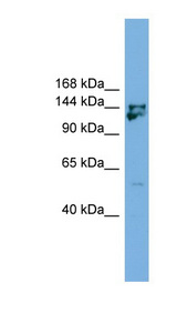MYBBP1A antibody LS-C116069 Western blot of Mouse Thymus lysate.