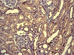IHC of paraffin-embedded human kidney tissue using anti-MYBBP1A antibody.