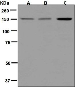 Western blot analysis on (A) HeLa, (B) TF-1, and (C) Jurkat cell lysates using anti-MYBBP1A antibody.