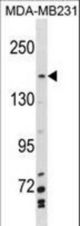 MYBBP1A Antibody western blot of MDA-MB231 cell line lysates (35 ug/lane). The MYBBP1A antibody detected the MYBBP1A protein (arrow).