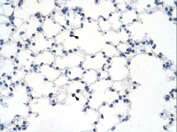 Mouse Lung