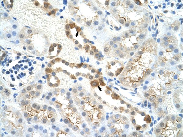 Mouse Kidney