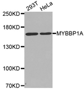 Western blot analysis of extracts of various cell lines, using MYBBP1A antibody.