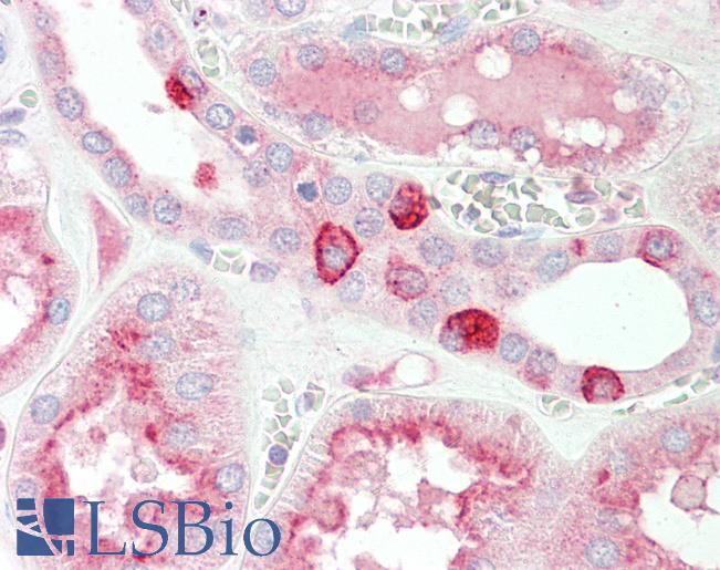 Anti-MYBL1 / A-MYB antibody IHC staining of human kidney. Immunohistochemistry of formalin-fixed, paraffin-embedded tissue after heat-induced antigen retrieval.