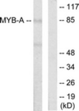 Western blot of extracts from LOVO cells, using MYB-A Antibody. The lane on the right is treated with the synthesized peptide.