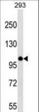 MYBL1 Antibody western blot of 293 cell line lysates (35 ug/lane). The MYBL1 antibody detected the MYBL1 protein (arrow).