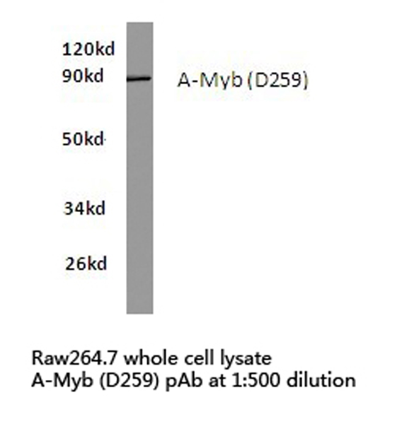 Western blot of A-Myb (D259) pAb in extracts from raw264.7 cells.
