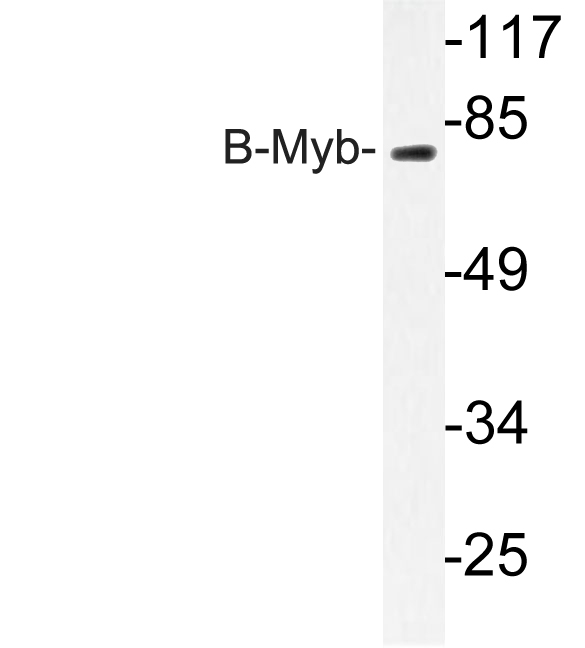 Western blot of B-Myb (G573/577) pAb in extracts from K562 cells.