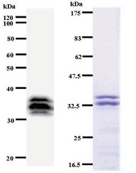 Western blot of immunized recombinant protein using MYBL2 antibody. Left: MYBL2 staining. Right: Coomassie Blue staining of immunized recombinant protein.